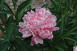 Clemenceau Peony (Paeonia 'Clemenceau') at Stonegate Gardens