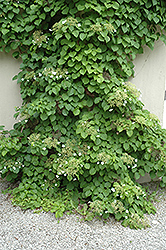 Climbing Hydrangea (Hydrangea anomala 'var. petiolaris') at Lakeshore Garden Centres