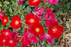Flower Carpet Red Rose (Rosa 'Flower Carpet Red') at Stonegate Gardens