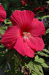 Sultry Kiss Hibiscus (Hibiscus 'Sultry Kiss') at A Very Successful Garden Center