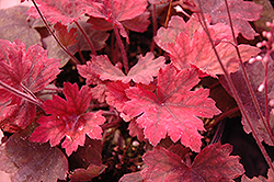 Sweet Tea Foamy Bells (Heucherella 'Sweet Tea') at Lakeshore Garden Centres
