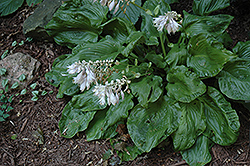 Embroidery Hosta (Hosta 'Embroidery') at Stonegate Gardens