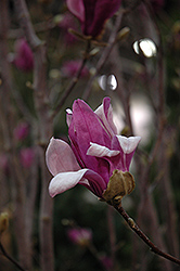 Ricki Magnolia (Magnolia 'Ricki') at Stonegate Gardens