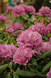 Cheer Rhododendron (Rhododendron catawbiense 'Cheer') at Stonegate Gardens
