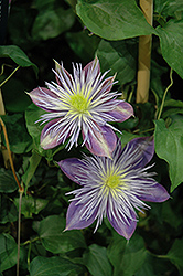 Crystal Fountain Clematis (Clematis 'Crystal Fountain') at Stonegate Gardens
