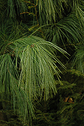 Schwerin Pine (Pinus x schwerinii) at Stonegate Gardens
