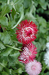 Enorma Red English Daisy (Bellis perennis 'Enorma Red') at Stonegate Gardens