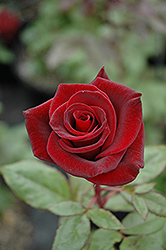 Black Magic Rose (Rosa 'Black Magic') at Stonegate Gardens