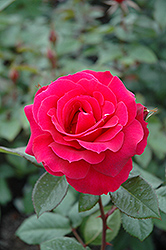 Frankly Scarlet Rose (Rosa 'Frankly Scarlet') at Stonegate Gardens