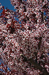 Thundercloud Plum (Prunus cerasifera 'Thundercloud') at Stonegate Gardens