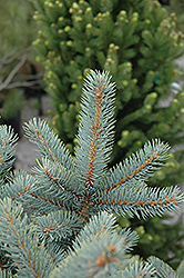 Bakeri Blue Spruce (Picea pungens 'Bakeri') at Stonegate Gardens