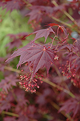 Tsukushigata Red Japanese Maple (Acer palmatum 'Tsukushigata') at Stonegate Gardens