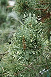 Millcreek Limber Pine (Pinus flexilis 'Millcreek') at Stonegate Gardens