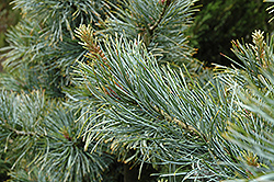 Silver Ray Korean Pine (Pinus koraiensis 'Silver Ray') at Stonegate Gardens