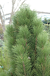Teardrop Austrian Pine (Pinus nigra 'Teardrop') at Stonegate Gardens