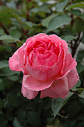 Liv Tyler Rose (Rosa 'Meibacus') at Stonegate Gardens