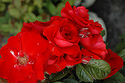 Orange Crush Rose (Rosa 'Meizernomi') at Stonegate Gardens
