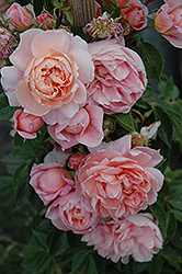 Colette Rose (Rosa 'Meiroupis') at Lakeshore Garden Centres