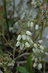 Chandler Blueberry (Vaccinium corymbosum 'Chandler') at Stonegate Gardens
