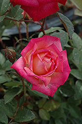 Peppermint Pop Rose (Rosa 'Radcarn') at Stonegate Gardens
