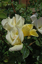 Limoncello Rose (Rosa 'Limoncello') at Lakeshore Garden Centres