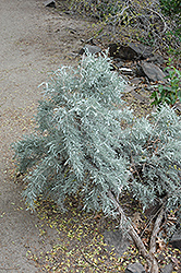 Big Sagebrush (Artemisia tridentata) at Stonegate Gardens