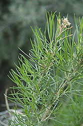 Rubber Rabbitbrush (Ericameria nauseosa) at Lakeshore Garden Centres