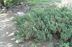San Jose Juniper (Juniperus chinensis 'San Jose') at Stonegate Gardens