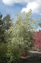 Mayday (Prunus padus) at Stonegate Gardens