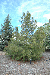 Western White Pine (Pinus monticola) at Stonegate Gardens
