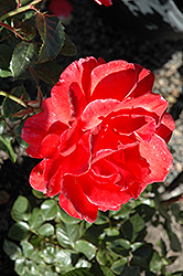 Lasting Peace Rose (Rosa 'Meihurge') at Stonegate Gardens