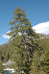 Jeffrey Pine (Pinus jeffreyi) at Stonegate Gardens