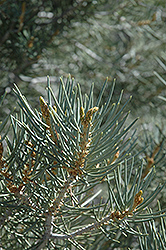 Singleleaf Pinyon Pine (Pinus monophylla) at Stonegate Gardens