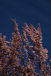 Tamarisk (Tamarix ramosissima) at Stonegate Gardens