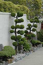 San Jose Juniper (Juniperus chinensis 'San Jose (ball form)') at Stonegate Gardens