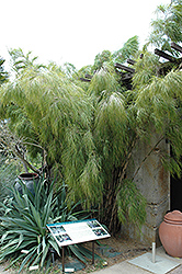 Mexican Weeping Bamboo (Otatea acuminata 'Aztecorum') at Stonegate Gardens