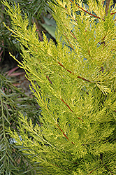 Aurea Monterey Cypress (Cupressus macrocarpa 'Aurea') at Stonegate Gardens