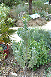Silver Tree (Leucadendron argenteum) at Stonegate Gardens