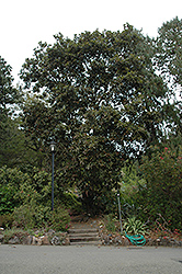 Netleaf Oak (Quercus rugosa) at Stonegate Gardens