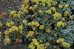 Sulphur-Flower Buckwheat (Eriogonum umbellatum) at Lakeshore Garden Centres