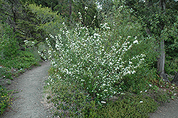 Utah Serviceberry (Amelanchier utahensis) at A Very Successful Garden Center