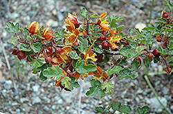 Dwarf Flannel Bush (Fremontodendron californicum 'var. decumbens') at Stonegate Gardens