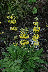 Prolifera Primrose (Primula prolifera) at Stonegate Gardens