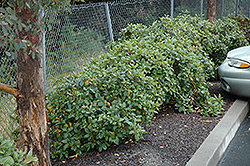 Eve Case Coffeeberry (Rhamnus californica 'Eve Case') at Stonegate Gardens