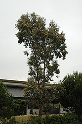 Narrow-Leaved Black Peppermint (Eucalyptus nicholii) at Stonegate Gardens