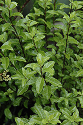 Kohuhu (Pittosporum tenuifolium) at Stonegate Gardens
