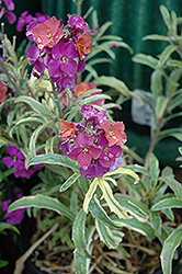 Variegated Wallflower (Erysimum linifolium 'Variegatum') at Stonegate Gardens