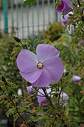 Santa Cruz Lilac Hibiscus (Alyogyne huegelii 'Santa Cruz') at Stonegate Gardens