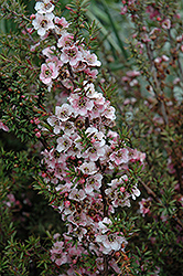 Silver And Rose Tea-Tree (Leptospermum scoparium 'Silver And Rose') at Lakeshore Garden Centres