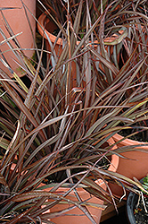 Cocolate Baby New Zealand Flax (Phormium 'Chocolate Baby') at Stonegate Gardens